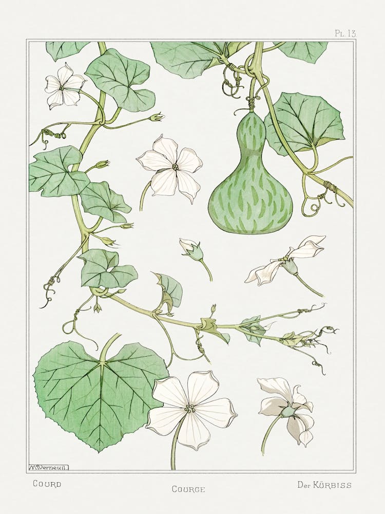 Squash From The Plant And Its Ornamental Applications (1896 ), Maurice Pillard Verneuil