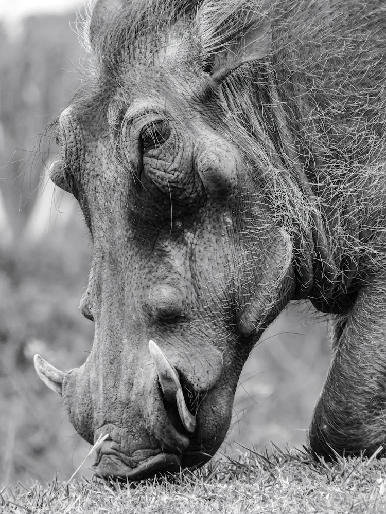 Warthog Close Up Black And White
