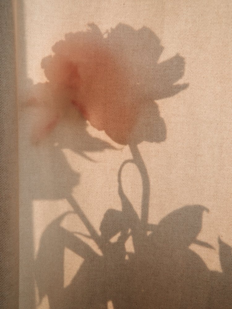 Abstract Flower Shadow 2
