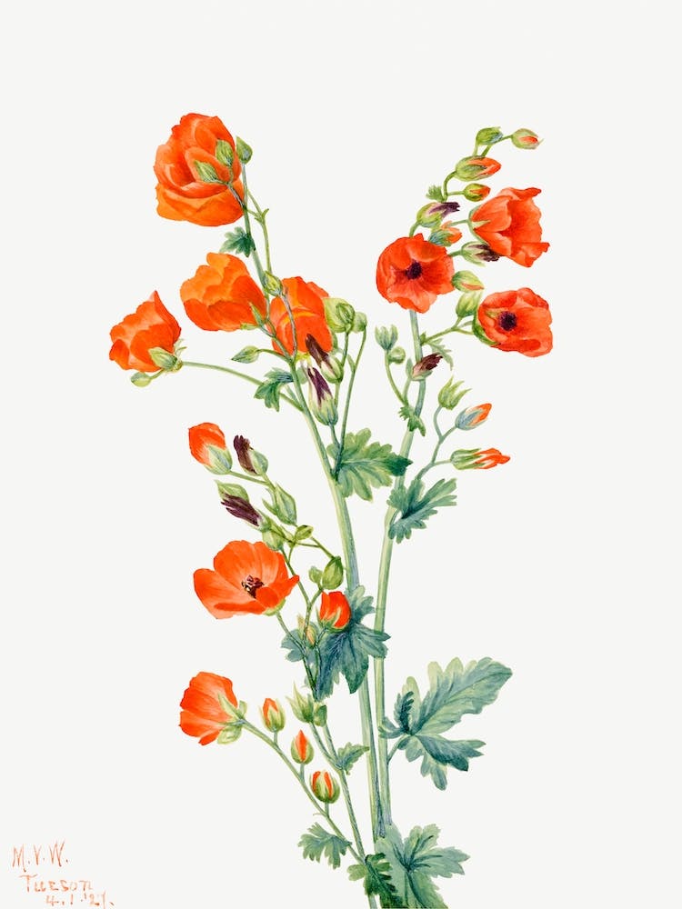 Scarlet Globe Mallow, Mary Vaux Walcott