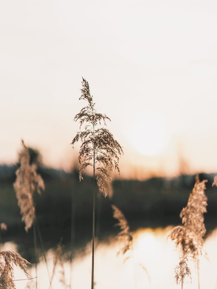 Pampas Sunset