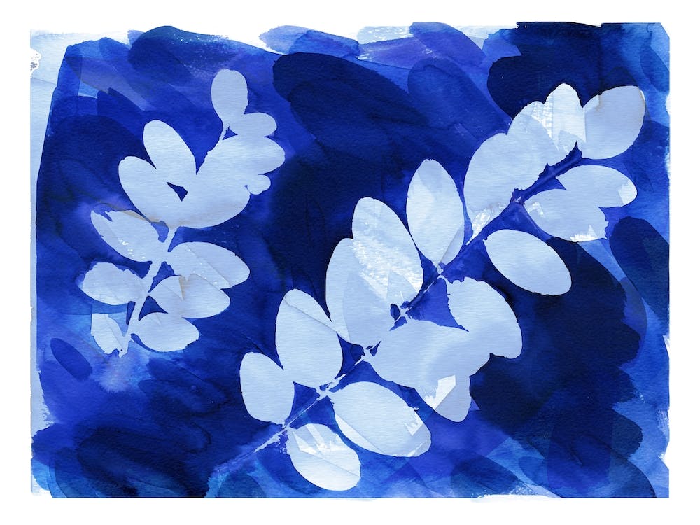 Cyanotype Botanical 3
