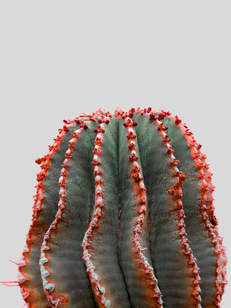 Cactus 11