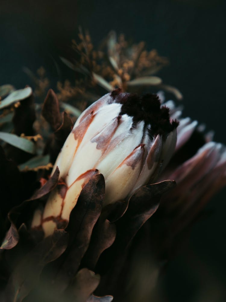 Protea I