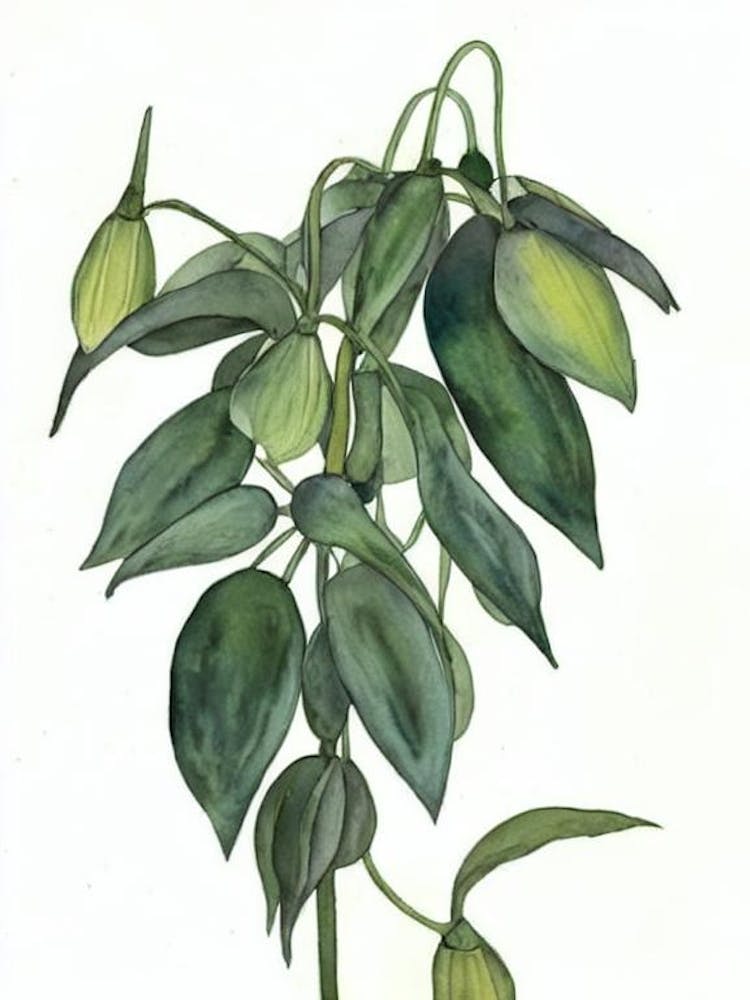 Löwenmäulchen (Antirrinum Majus) Aquarell