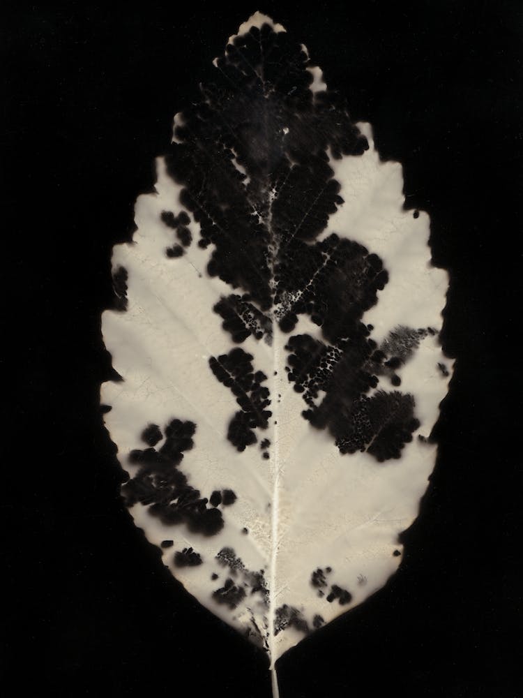 Icy Leaf