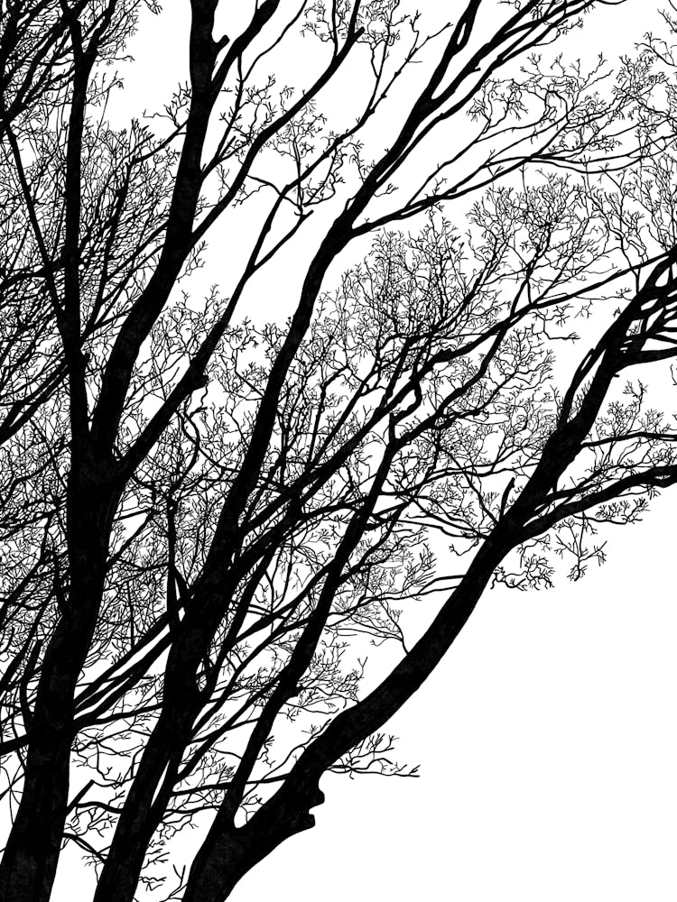 Black And White Tree Silhouette