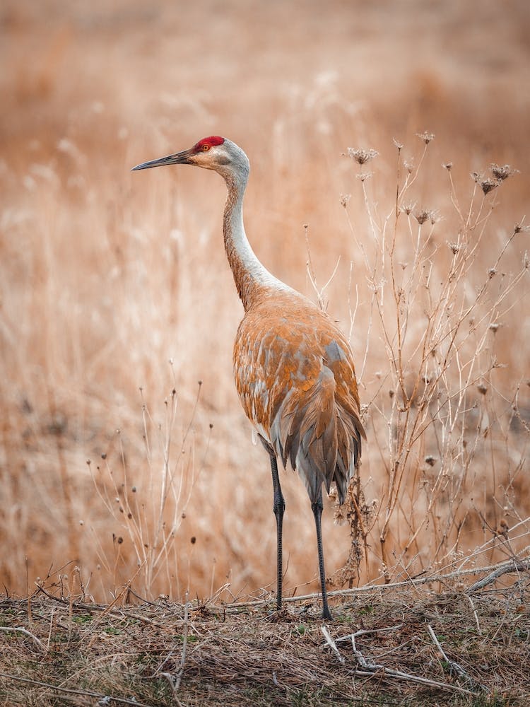 Sandhill Crane