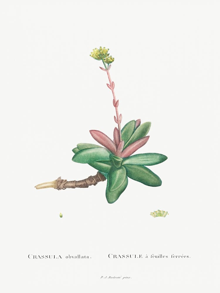 Crassula Obvallata, Pierre Joseph Redoute