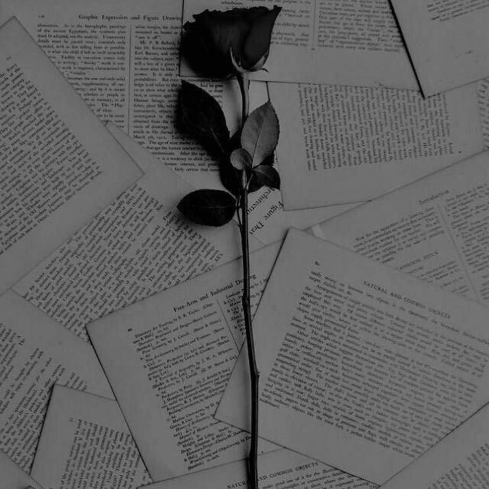 Black And White Rose