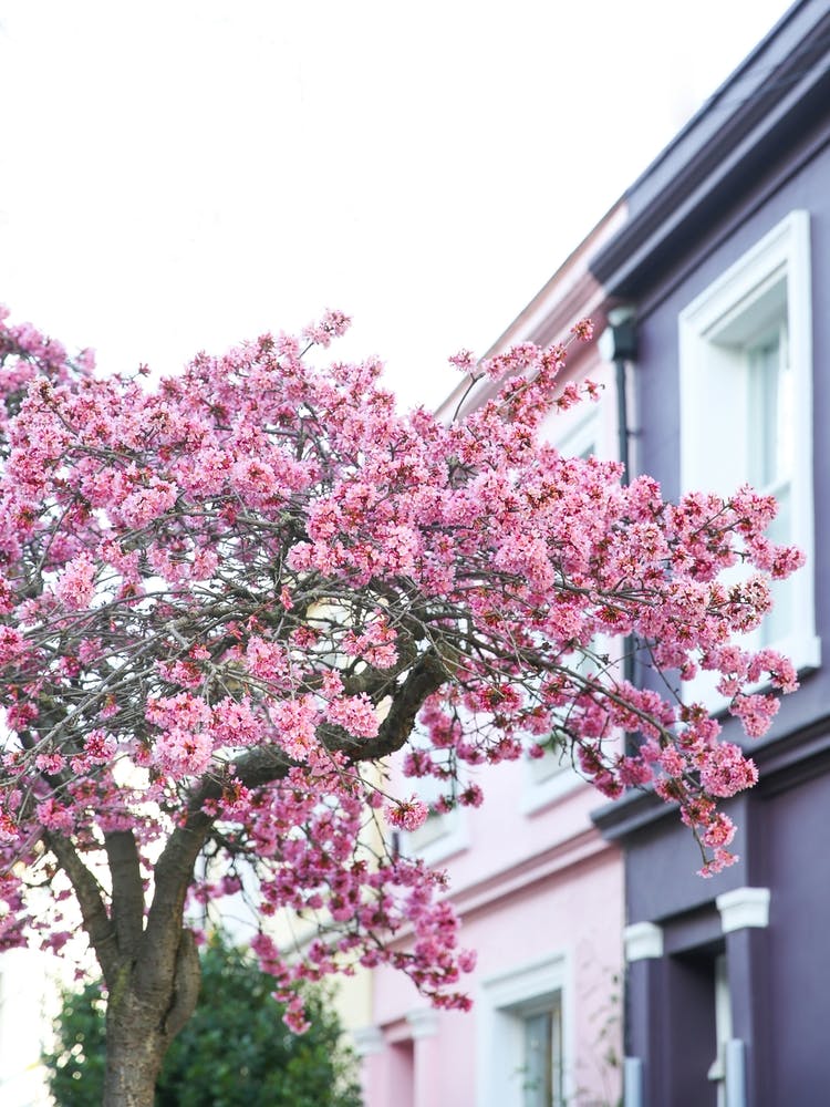 Pink Purple Blossom London