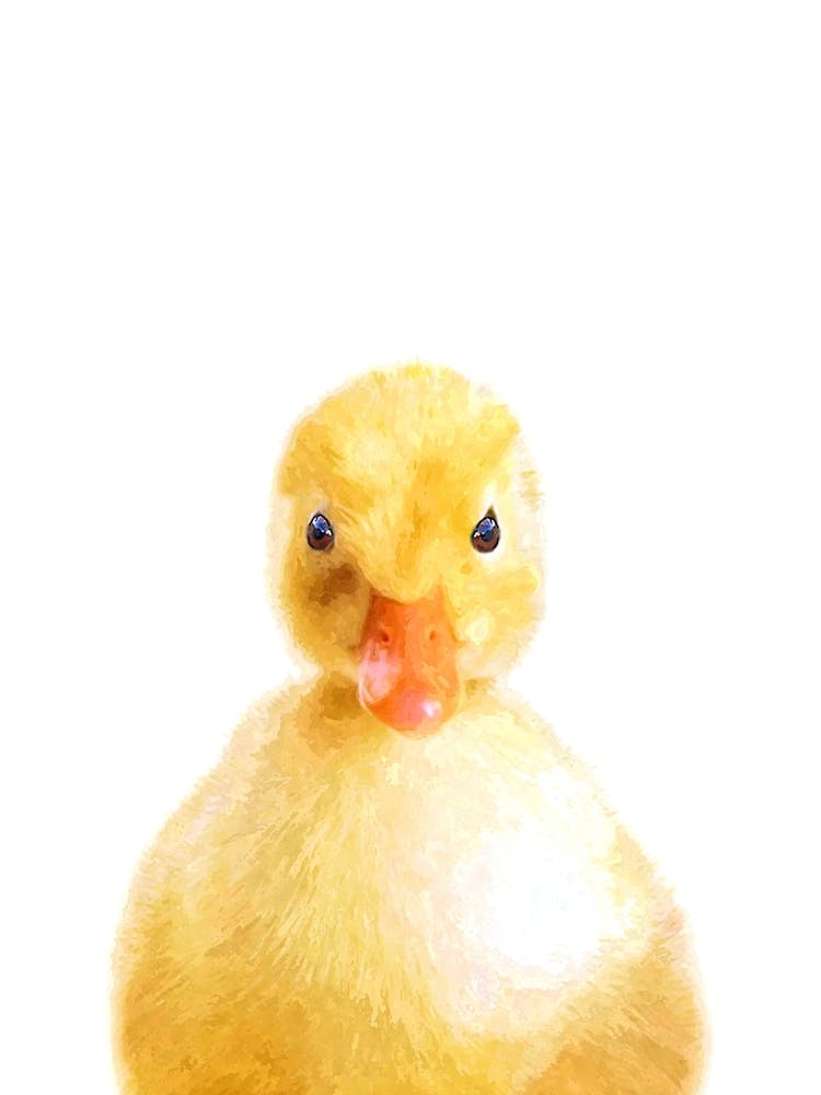 Cute Yellow Duckling