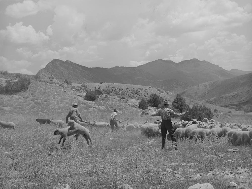 Driving Fat Lambs To Cimarron, Colorado, For Shipping To Denver, Colorado By Russell Lee