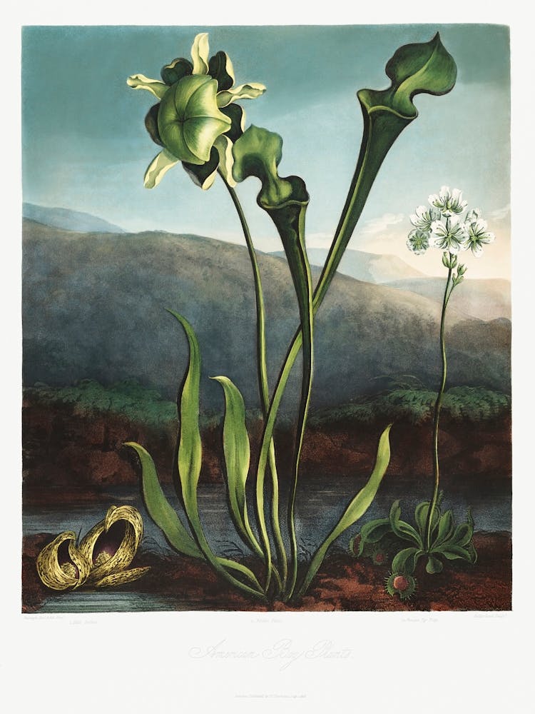 American Bog Plants From The Temple Of Flora (1807), Robert John Thornton