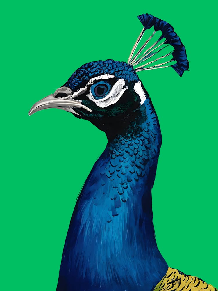 Peacock 12
