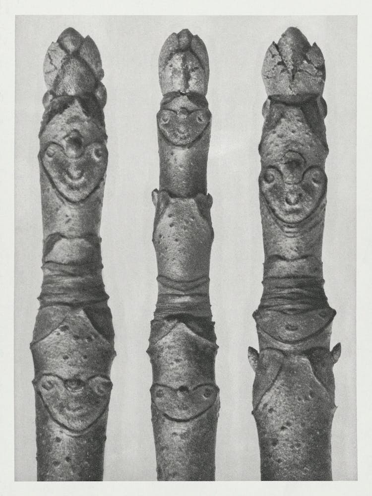 Rosskastanie (1928), Karl Blossfeldt