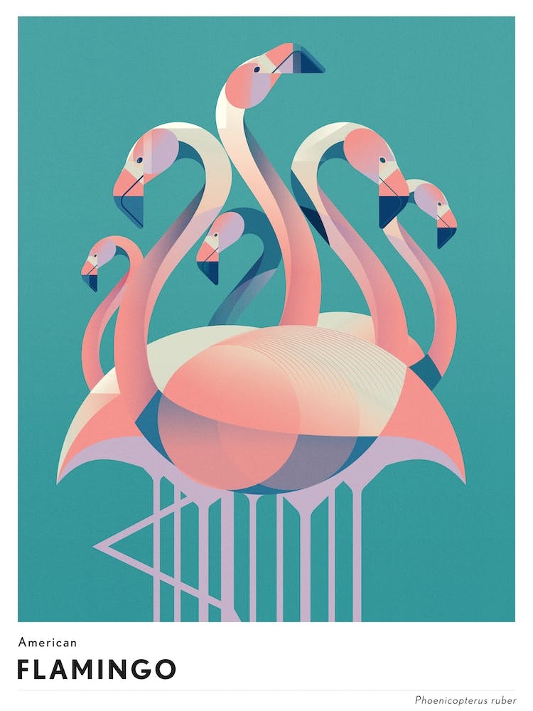 Amerikanischer Flamingo