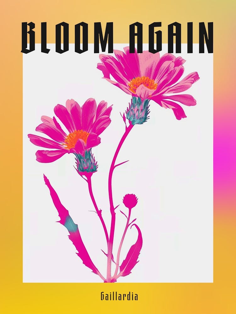 Hot Pink Gaillardia Poster