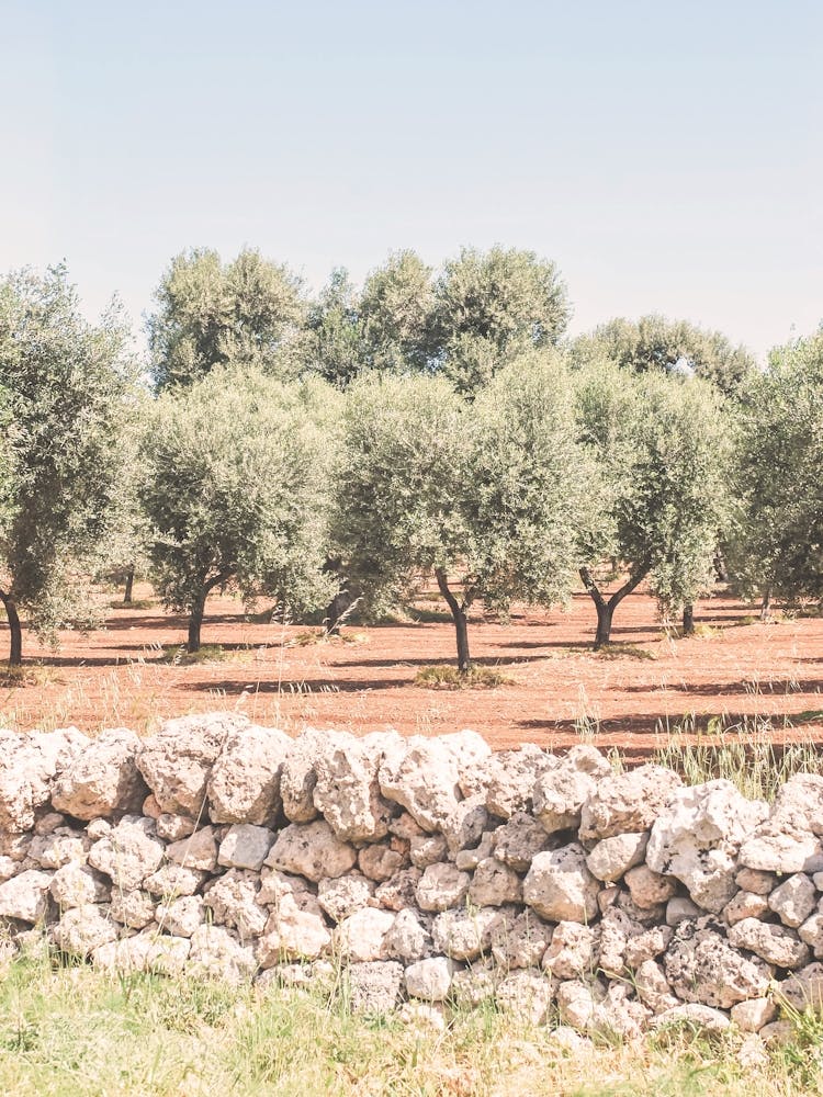 Puglia, Italy I Fields of olive trees in the italian countryside boho nature in the Mediterranean with a retro vintage photography green pastel summer aesthetic taken with an analog film camera like in Tuscany