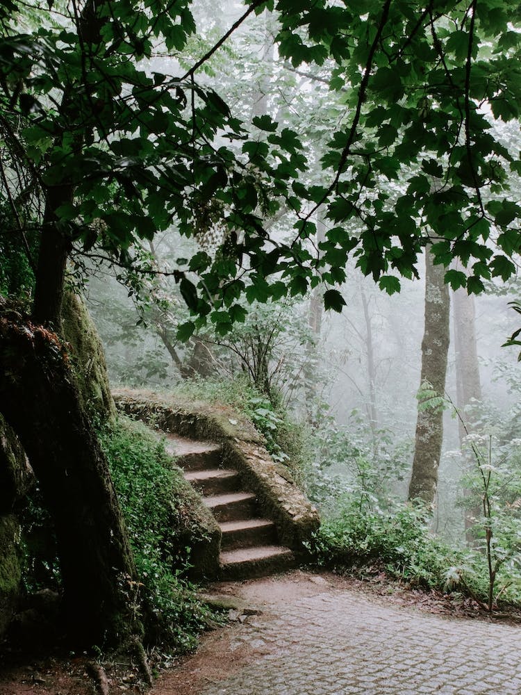 Stairways into the wood, Sintra