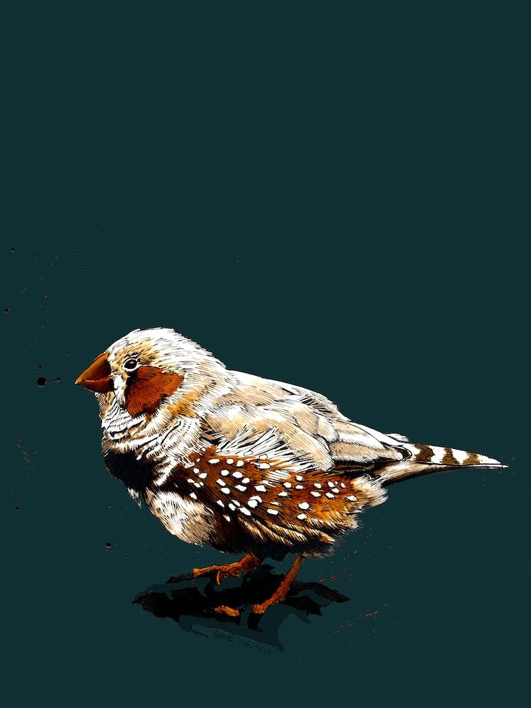 The Zebrafinch On Deep Cyan