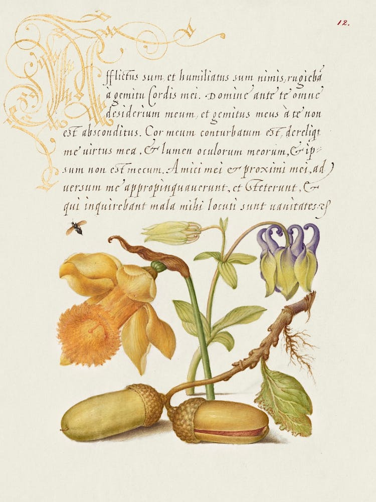 Insect, Daffodil, European Columbine, And English Oak Acorns From Mira Calligraphiae Monumenta, Joris Hoefnagel