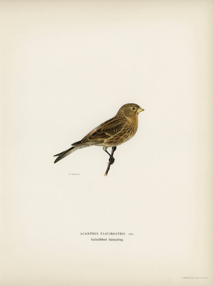 Twite (Acanthis Flavirostris), The Von Wright Brothers