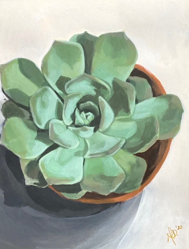 Echeveria 