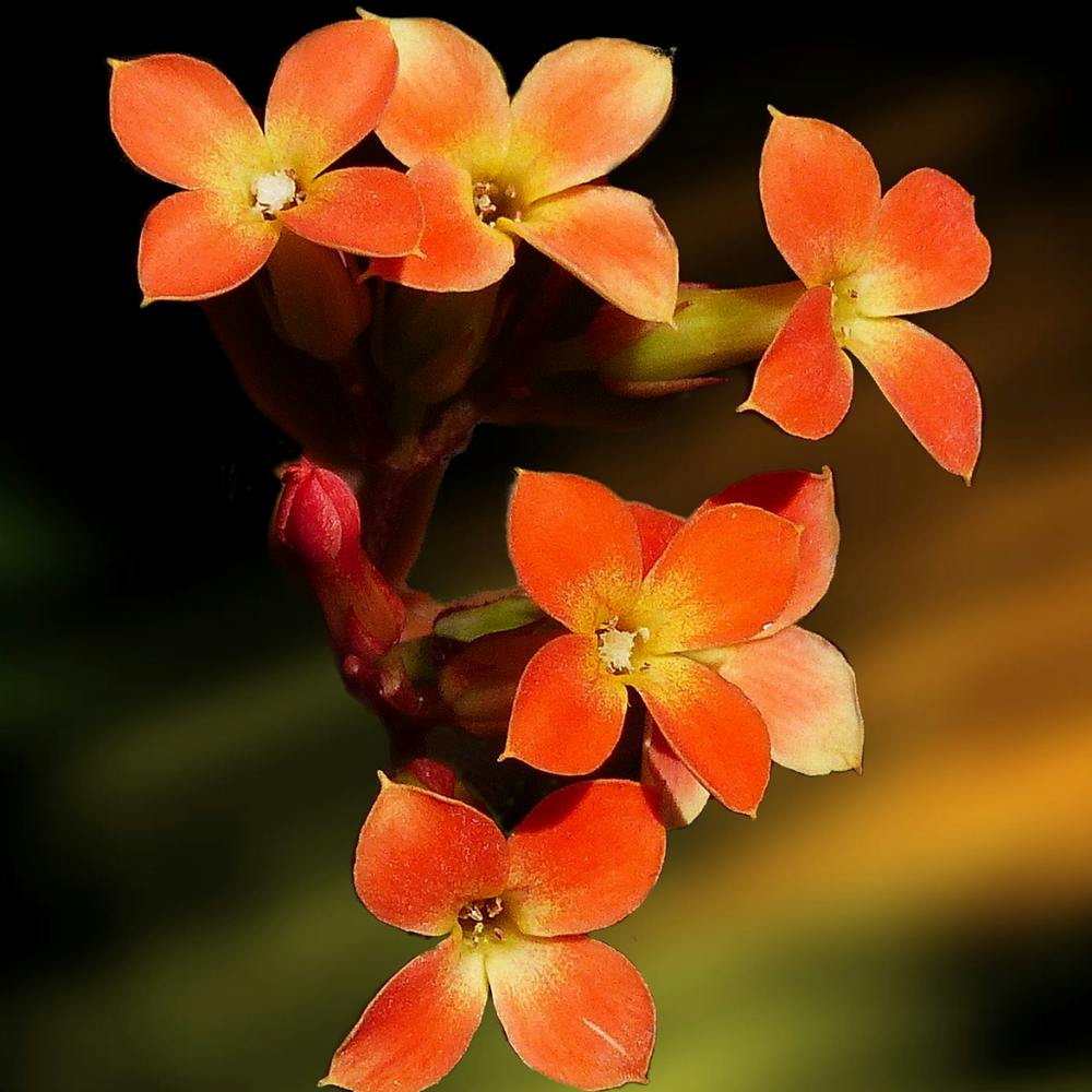 Orange Flowers 1