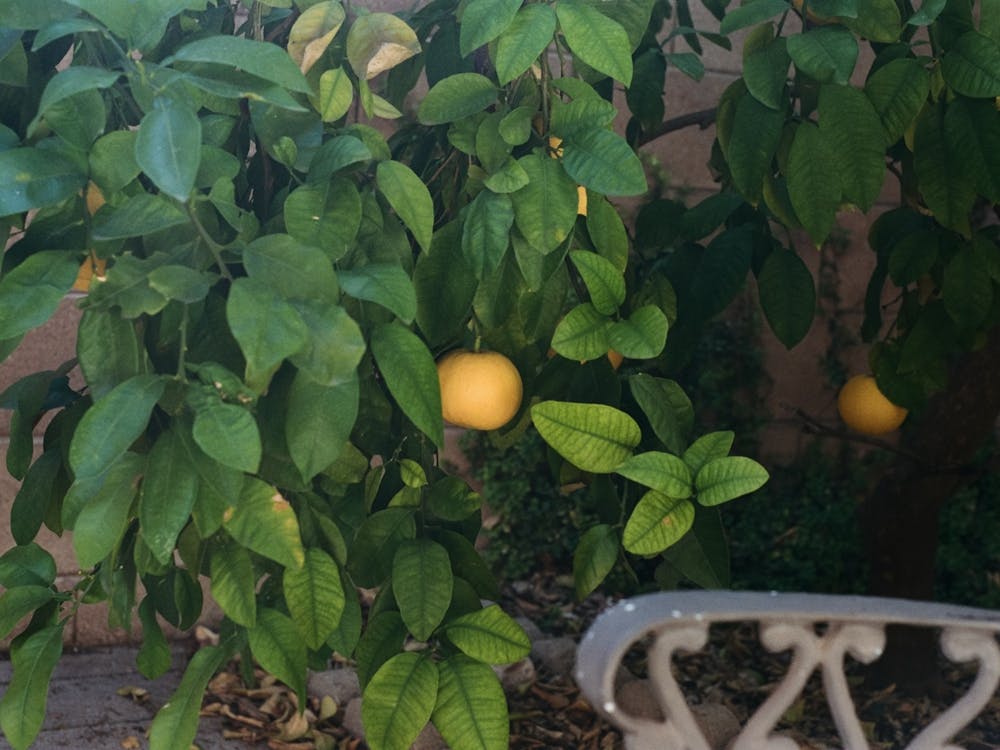 Lemon Tree