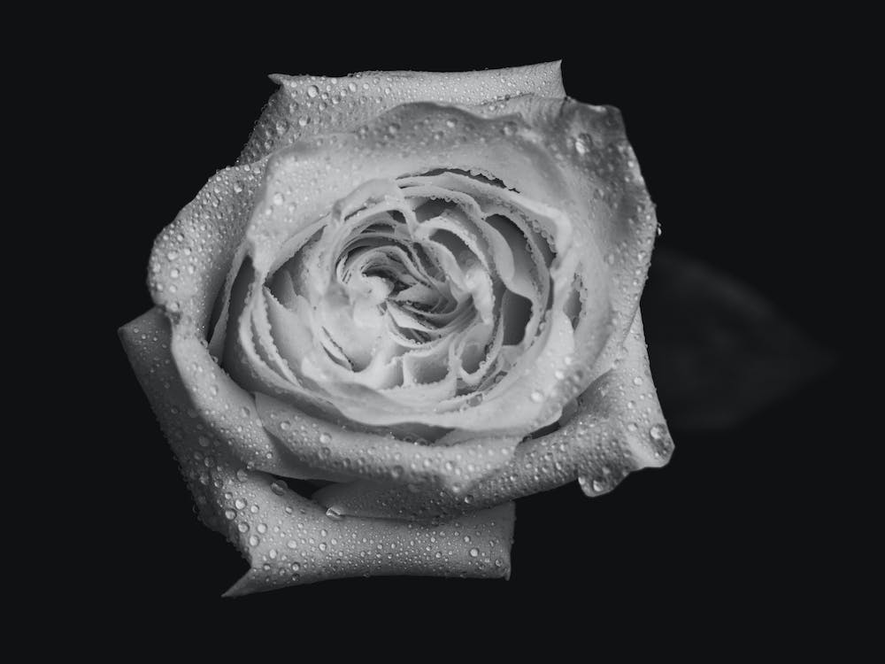 Dewy Black and White Rose