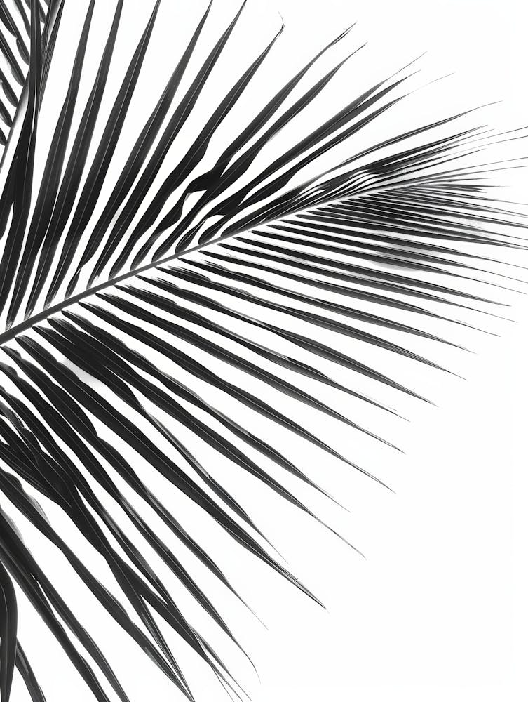 Black And White Palm Leaf