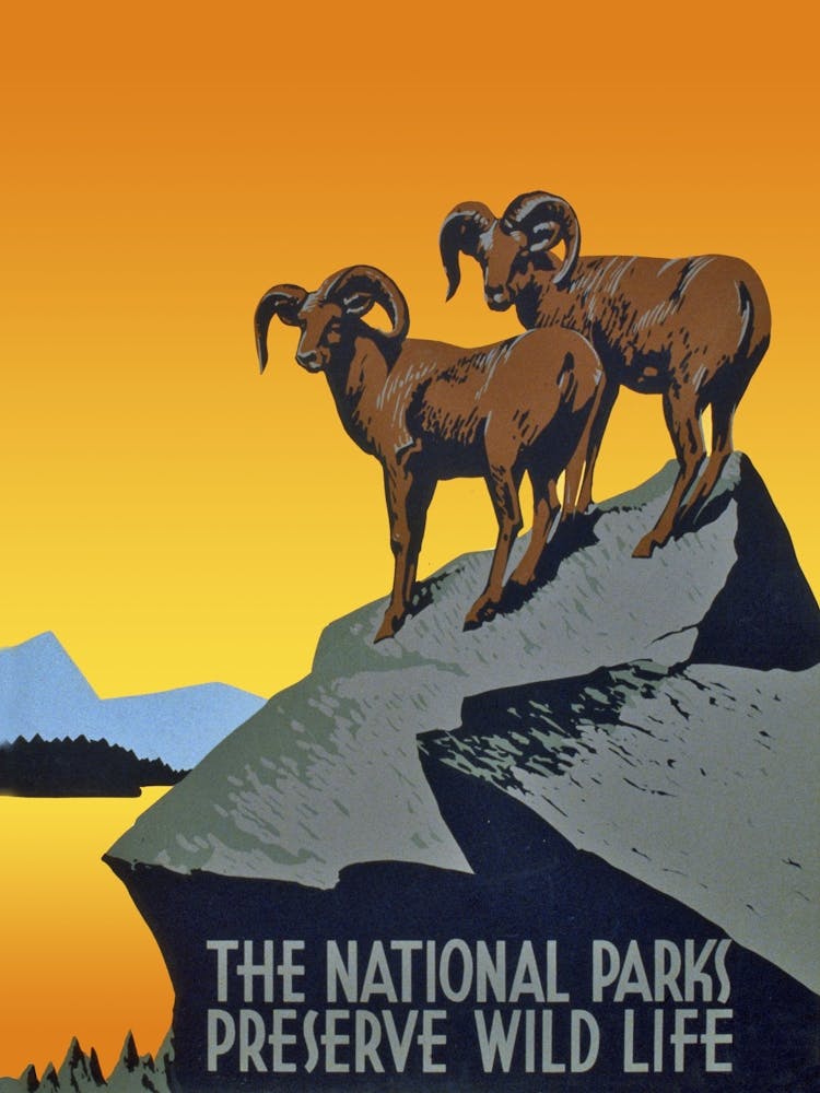 National Parks Preserve Wildlife, USA Vintage Poster