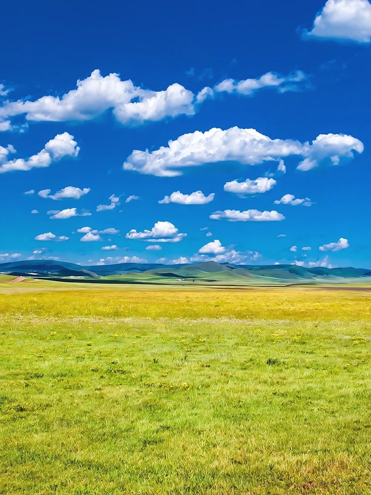 Grassy Meadow With Blue Sky