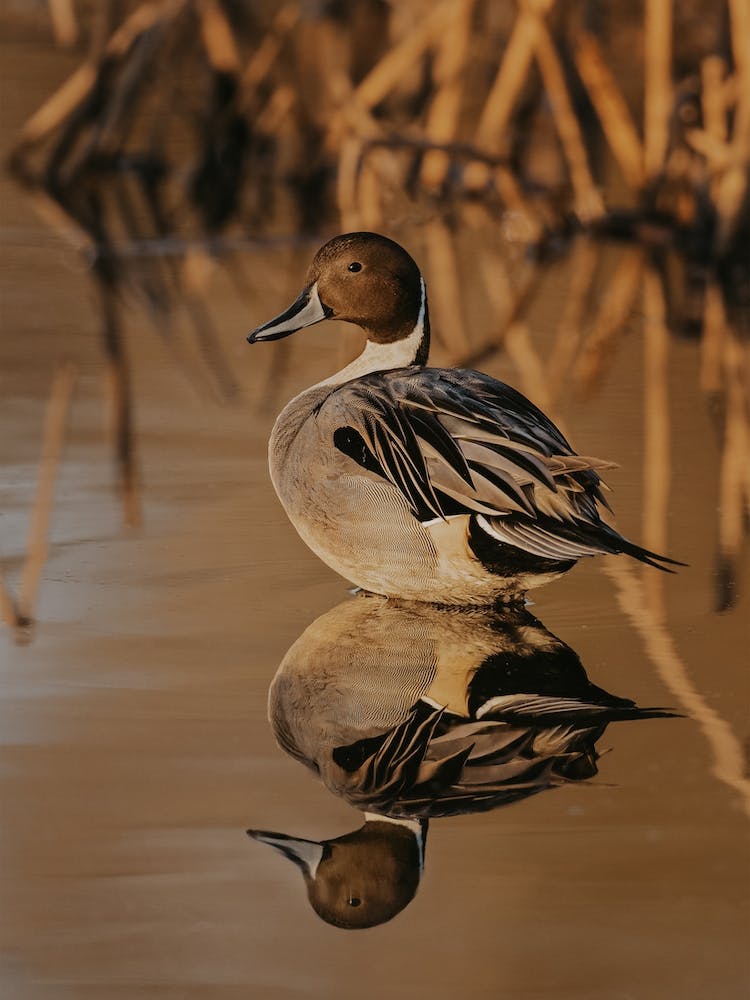 Wildlife Lake Duck