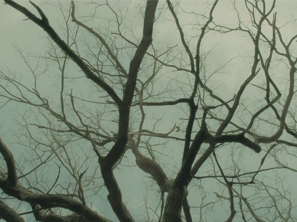 Bare Tree Branches In The Fog 2