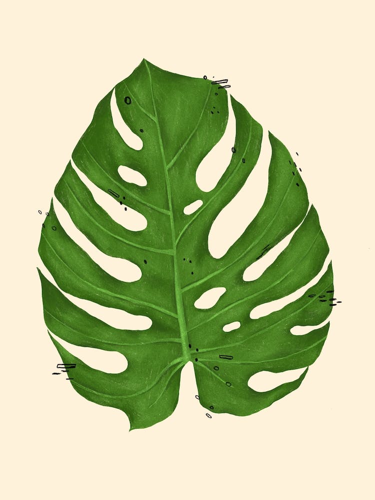 Monstera Deliciosa Leaf