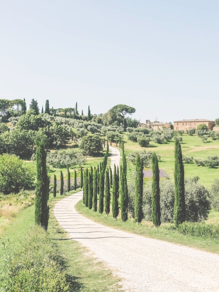 Tuscany, Italy I Iconic road lined with cypress trees in the hills in a rural landscape of nature Italian countryside with a Mediterranean vibes and pastel aesthetic photography