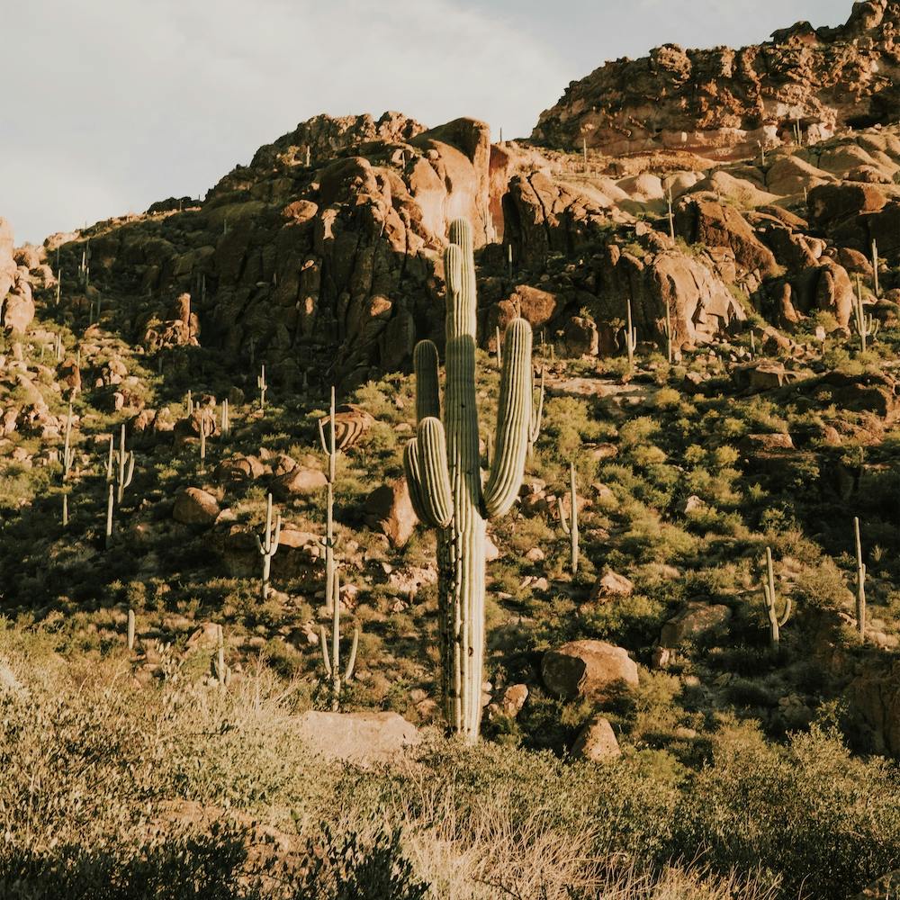 Desert Cactus Scenery