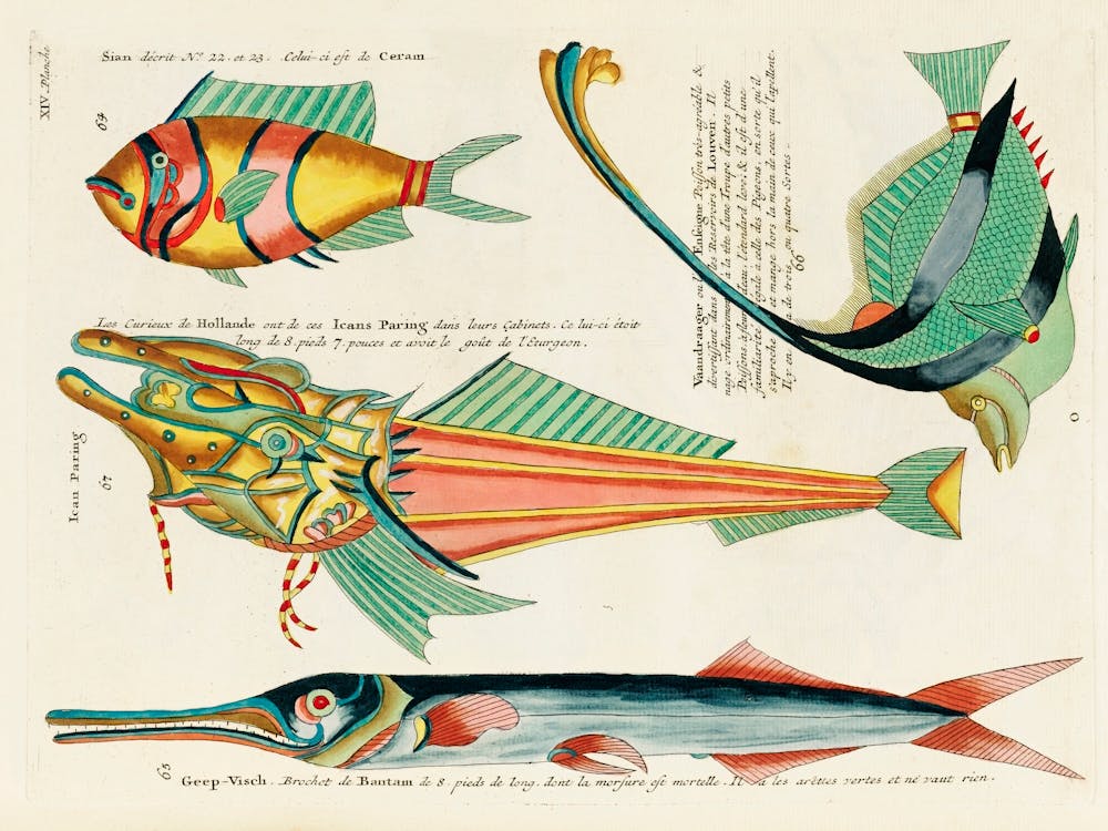 Colourful And Surreal Illustrations Of Fishes Found In Moluccas (Indonesia) And The East Indies,, Louis Renard(91)