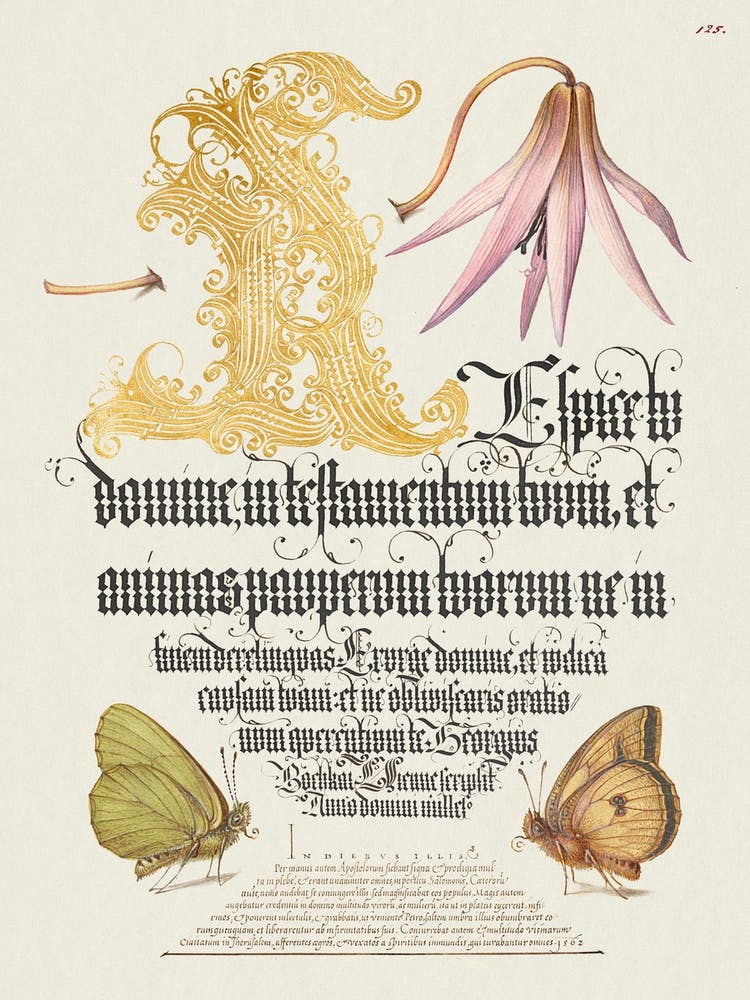 Dog Tooth Violet And Butterflies From Mira Calligraphiae Monumenta, Joris Hoefnagel