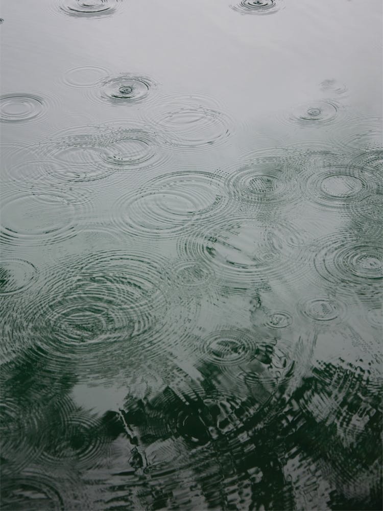 Raindrops Under The Tree