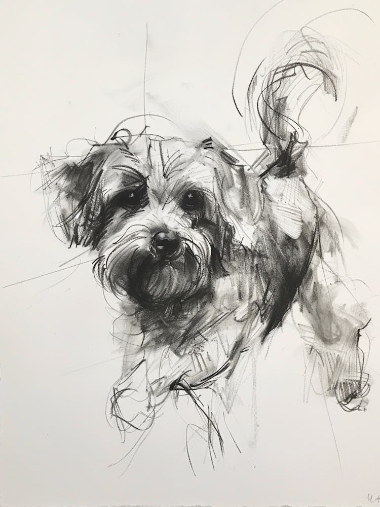 Lowchen Dog Charcoal Line 2