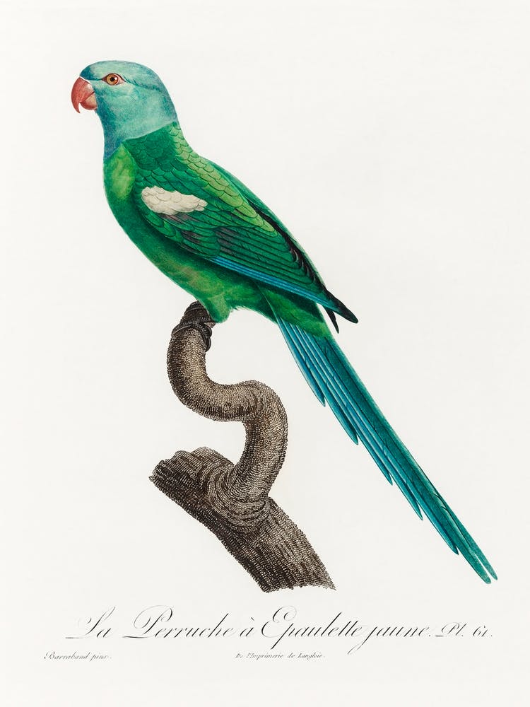 The Yellow Shouldered Amazon, From Natural History Of Parrots, Francois Levaillant