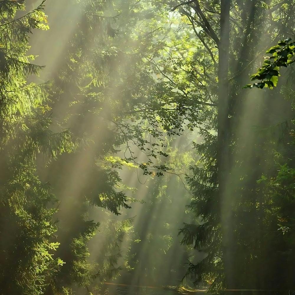 Sunbeams In The Forest 2