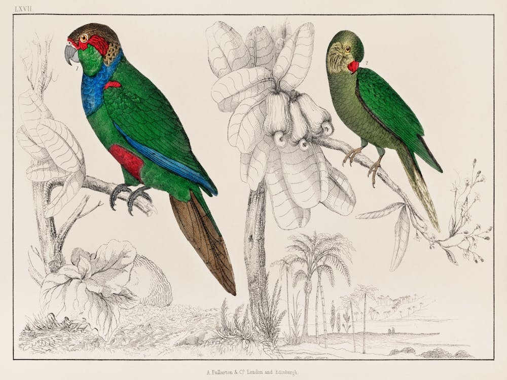 Two Parakeets