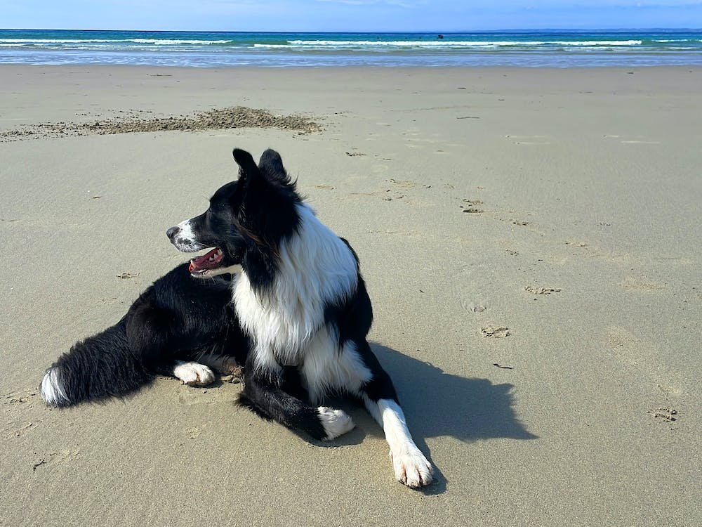 Border Collie On The Beach 1
