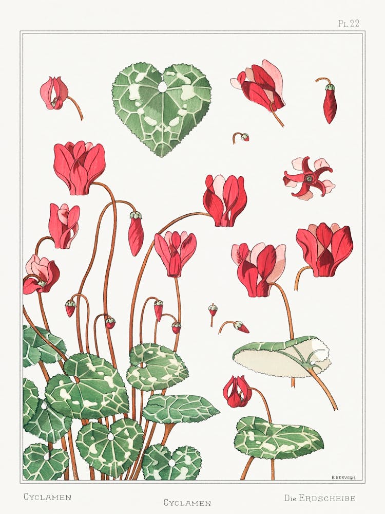 Cyclamen From The Plant And Its Ornamental Applications (1896), Maurice Pillard Verneuil