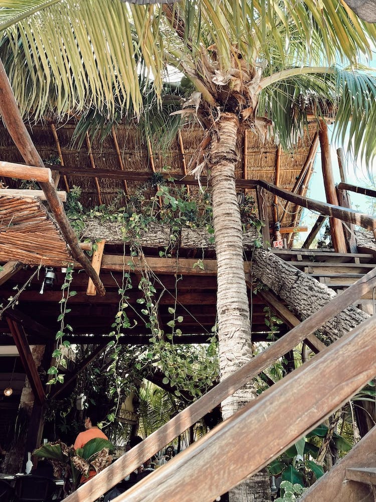 Rustic Palm Trees