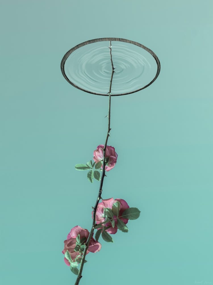 A Rose Branch With Thorns Reaches For The Water Mirror